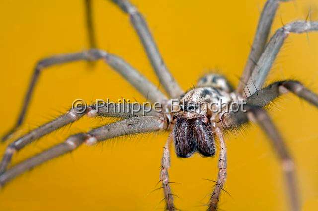 Agelenidae_1443.JPG - France, Araneae, Agelenidae, Araignée Tégénaire noire (Tegenaria atrica=Eratigena atrica), portrait, Dust Spider